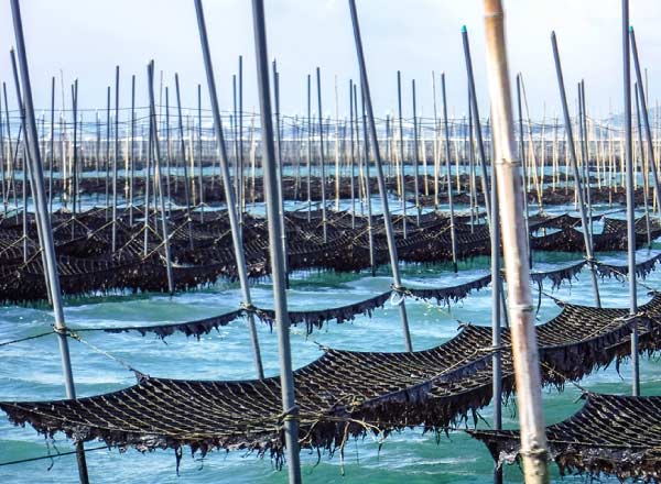 海産物生育の様子